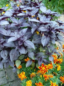 basil.purple