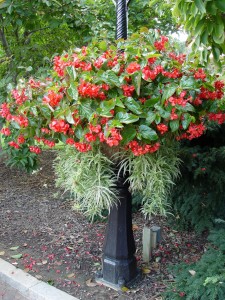 basket.begonia.dragonwing