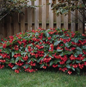 begonia.dragon.wing