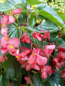 begonia.dragon.wing.pink