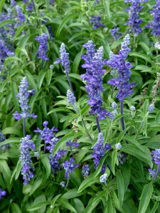 blue.salvia.signum