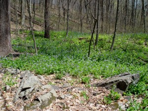 bluebells4