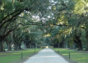 boone.hall.oak.allee.x