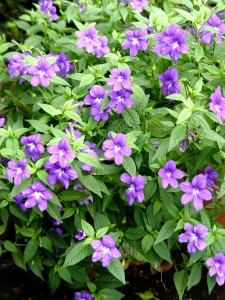 browallia.blue.bells