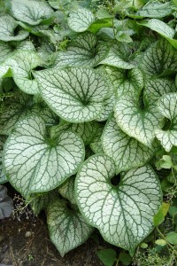 brunnera.jackfrost.foliage