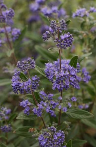 caryopteris.petit.bleu