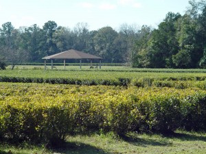 charleston.tea.plantation1x
