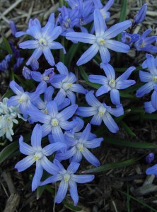 chionodoxa.blue2