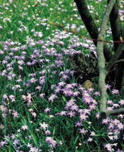 4100 - Chionodoxa