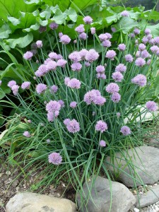 chives.in.bloom
