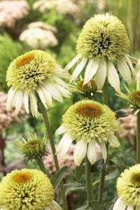 coneflower.coconut.lime