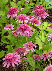 coneflower.double.delight2