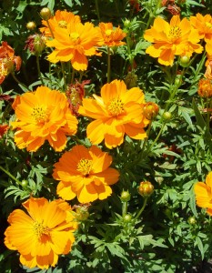 cosmos.cosmic.orange
