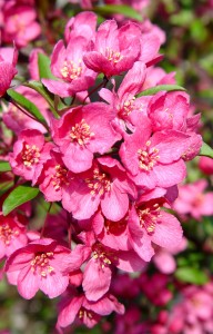crabapple.prairifire