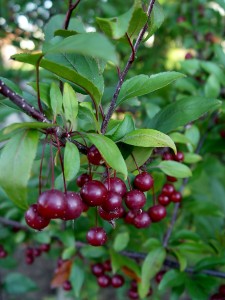 crabapple.prairifire.fruits