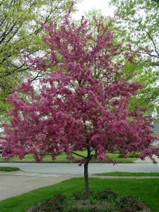crabapple.prairifire.fullbloom