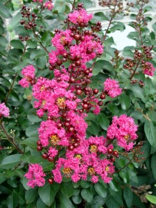 crape.pink.velour.flowers