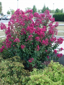 crapemyrtle.tonto