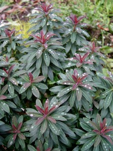 euphorbia.helen.nov.rain