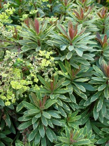 euphorbia.helena.bloom2