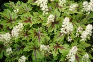 foamflowers.sugar&spice