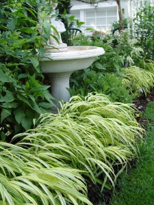 forestgrass