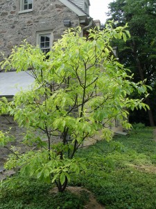 franklinia.bartrams