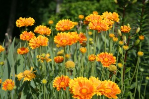 gaillardia.oranges&lemons2