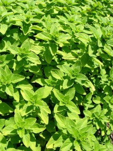 golden.oregano.close