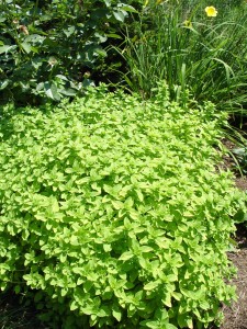 golden.oregano.form