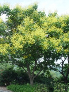goldenrain.form