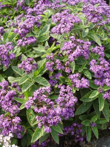 heliotrope.scentropia.blue