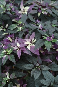 hot.pepper.purple.flash2