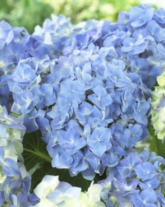 hydrangea.blue.heaven2