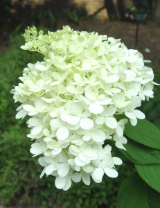 hydrangea.limelight.flower