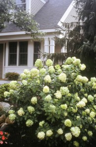 hydrangea.limelight.full