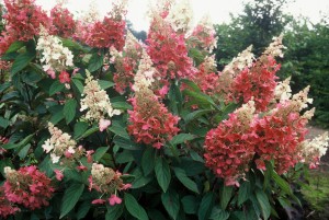 hydrangea.pinky.winky3