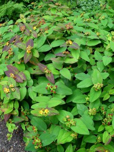 hypericum.albury.groundcover