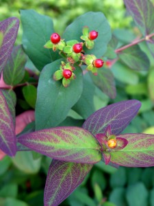 hypericum.albury.medium