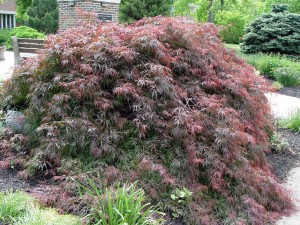 japanese.maple.crimson.queen