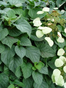 japhydrangeavine.moonlight.close