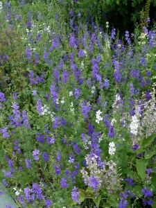 larkspur.patch
