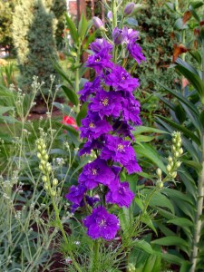 larkspur.purple