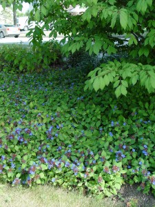leadwort.patch