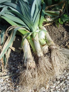 leeks