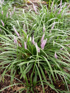 liriope.big.blue