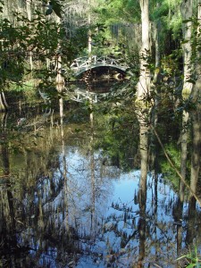 magnolia.swamp1x