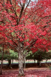maple.autumn.blaze