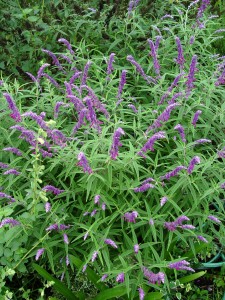 mexican.bush.sage