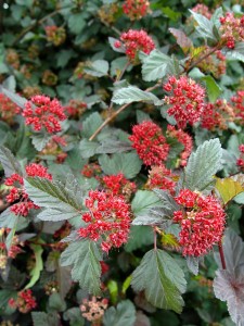 ninebark.diabolo.fruit.stage